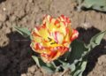 Principal Secretary to LG reviews preparation for Tulip Festival at Tulip garden Sgr Tulip garden likely to witness early opening in view of rise in temp