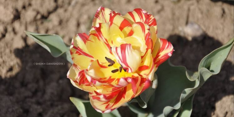 Tulip garden likely to witness early opening in view of rise in temp Tulip garden likely to witness early opening in view of rise in temp