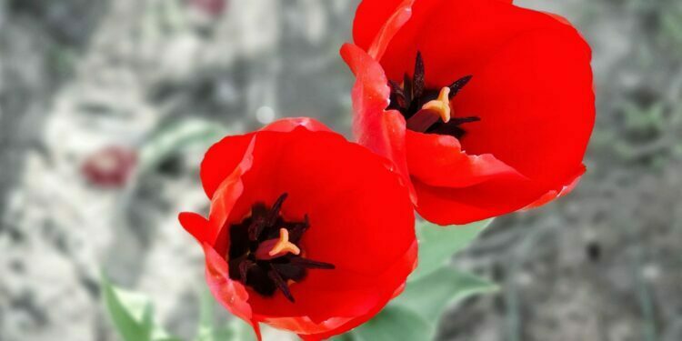 COVID 2.0 | Tulip Garden experiences steep decline, daily visitors hover around 2000 In just 5 days, Asia’s largest Tulip Garden mesmerizes record 50,000 visitors