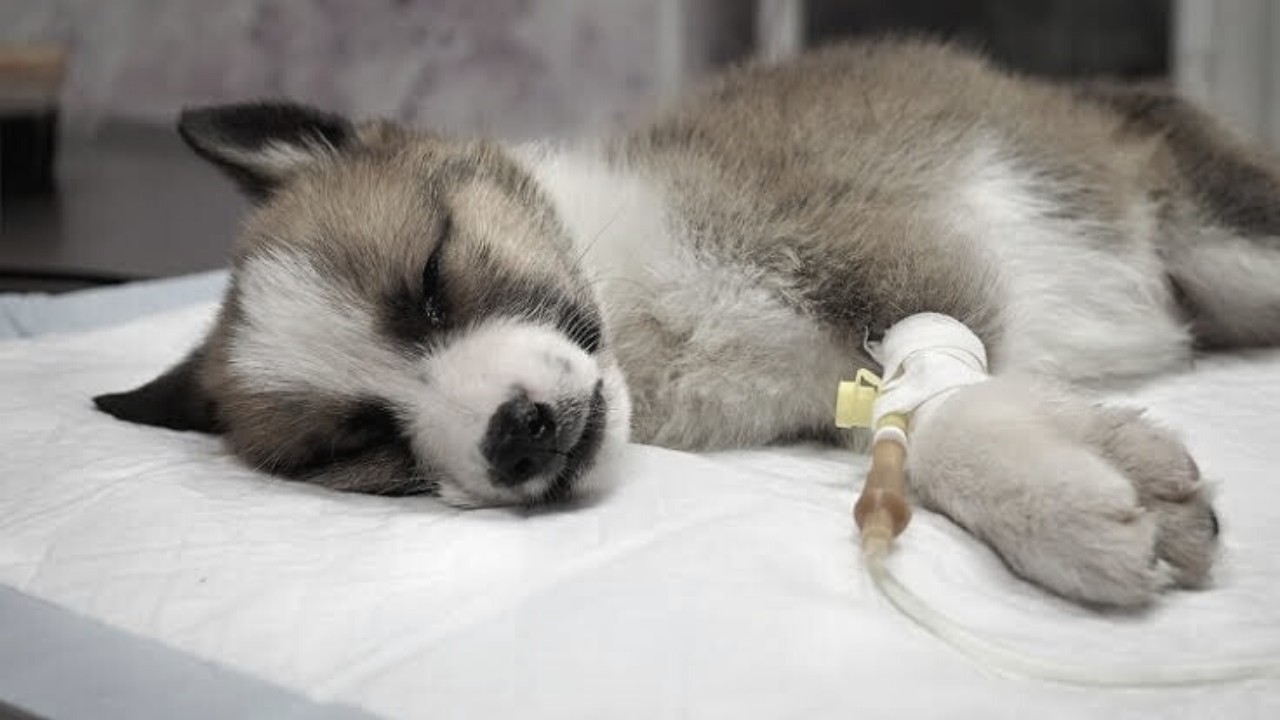 The latest coronavirus comes from dogs; Study