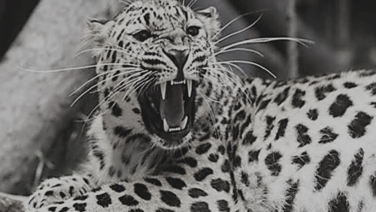 'Man-eating' leopard that killed 3 children still untraceable in Uri Leopard, which mauled minor girl to death, caught alive at Budgam DC office complex