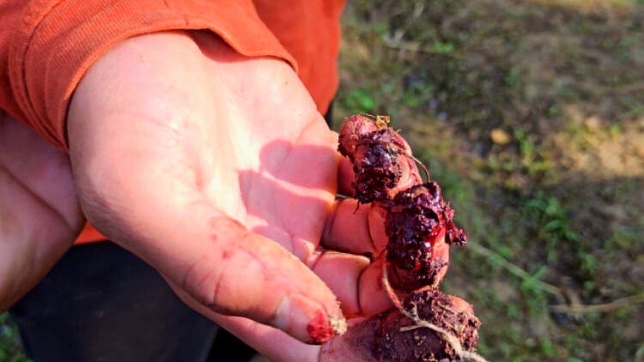 Local militant killed in Sgr gunfight Local militant killed in Sgr gunfight