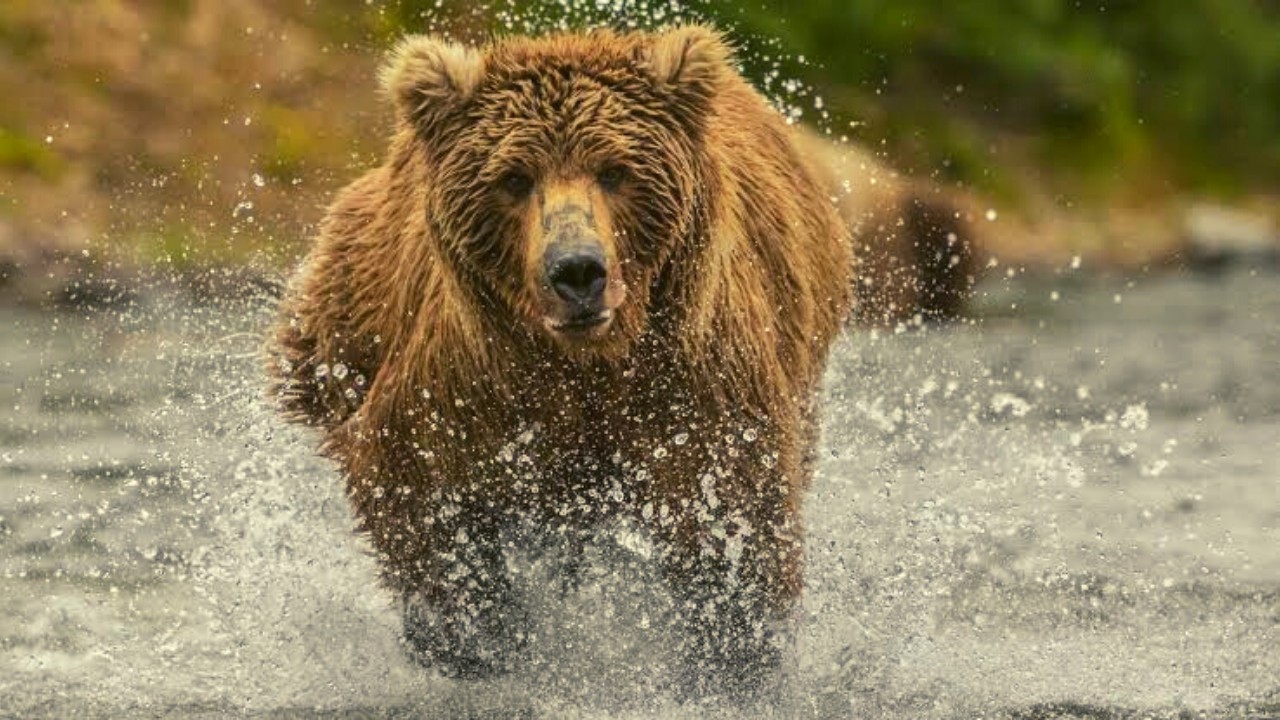 bear