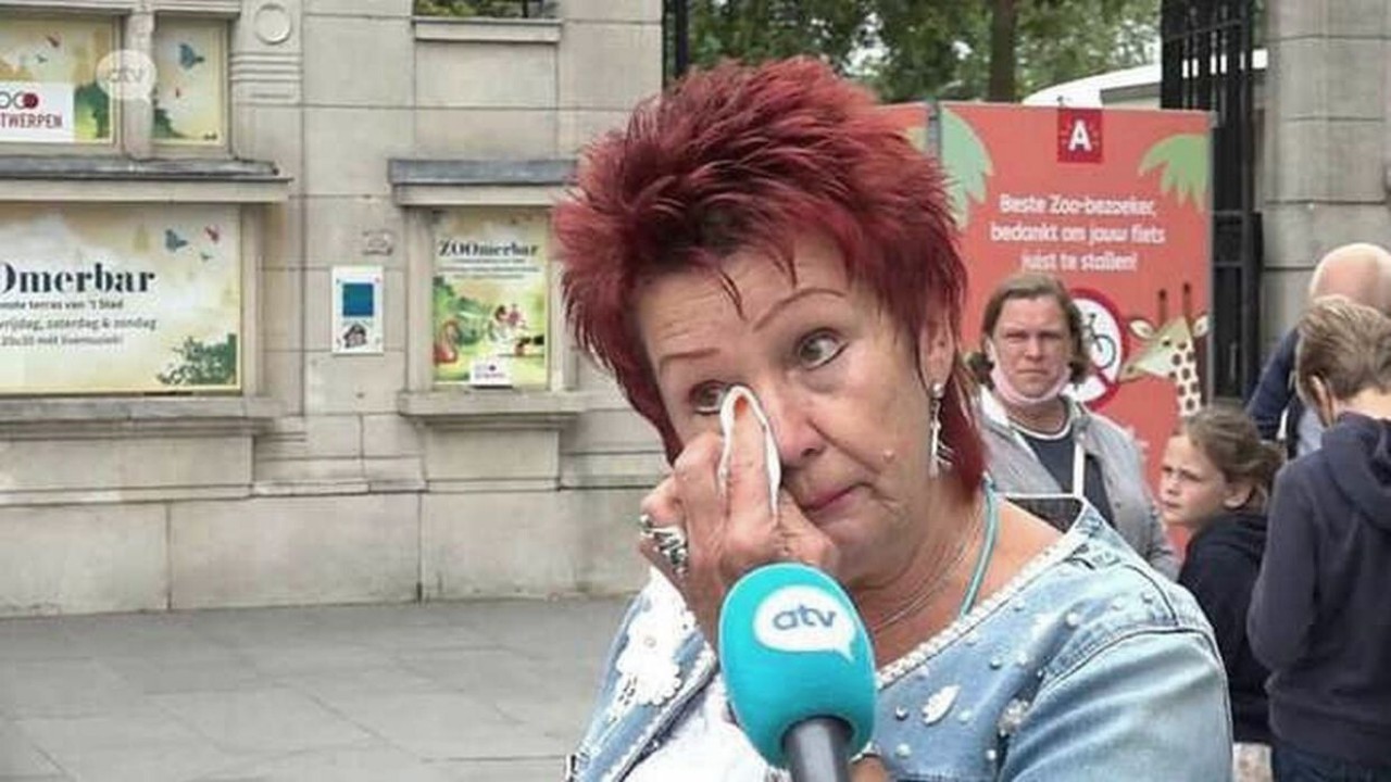 Woman ‘having affair’ with chimpanzee banned from visiting him by zoo staff in Belgium