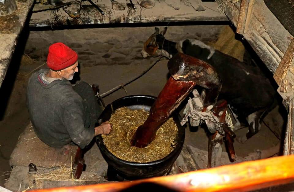 77-yr-old man from Pampore keeps tradition of ox-driven oil mill alive 77-yr-old man from Pampore keeps tradition of ox-driven oil mill alive