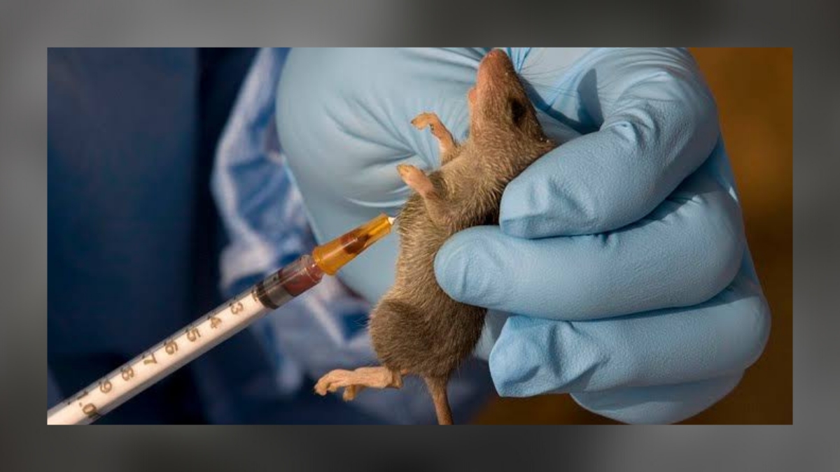 Lassa fever kills at least 32 in Nigeria Lassa fever kills at least 32 in Nigeria