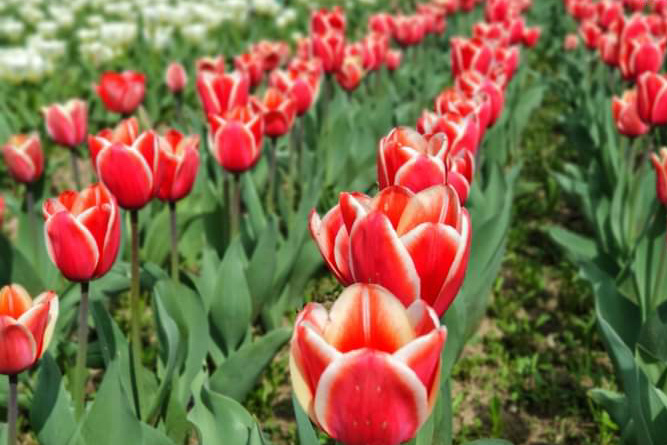 Asia's largest Tulip garden to open on March 23 in Kashmir Asia’s largest Tulip garden to open on March 23 in Kashmir