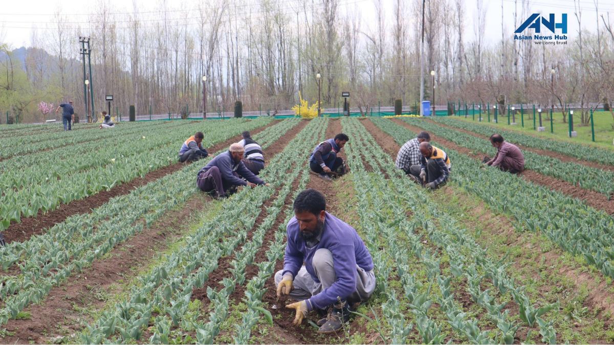 Behind the success of Tulip garden lies hard work of 62 gardeners, 44 casual labourers