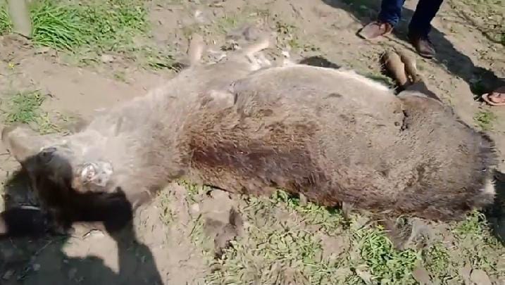 Leopard kills Hangul in Tral