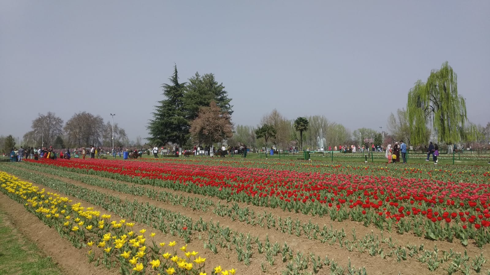 Asia's Largest Tulip Garden to Bloom with 17 Lakh Flowers, Opens March 23 World famous Tulip garden opens for public; CS inaugurates Tulip festival