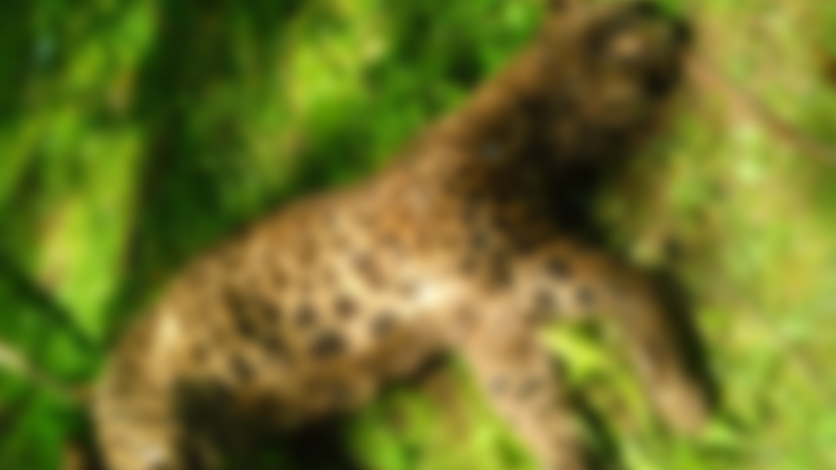 Leopard found dead in Budgam