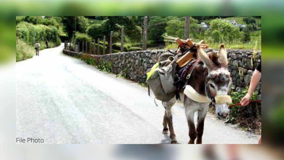 Rising fuel prices: Man seeks permission from boss to go to work on a donkey Rising fuel prices: Man seeks permission from boss to go to work on a donkey