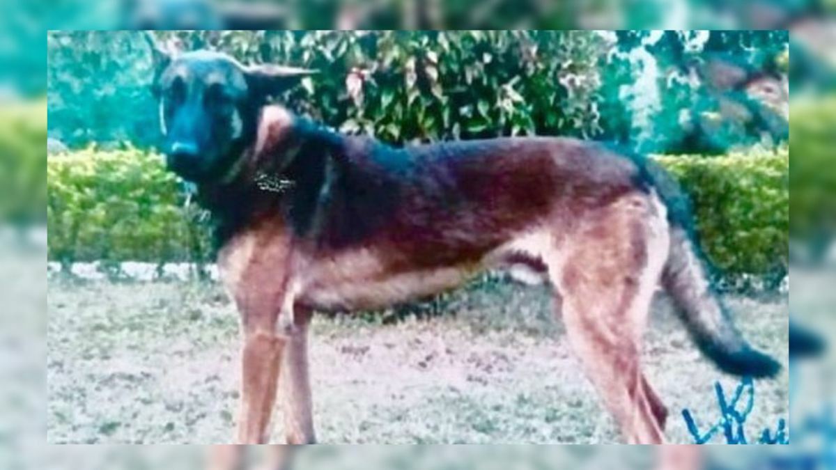 Prez approves Gallantry awards; Army dog Axel to be honoured Prez approves Gallantry awards; Army dog Axel to be honoured
