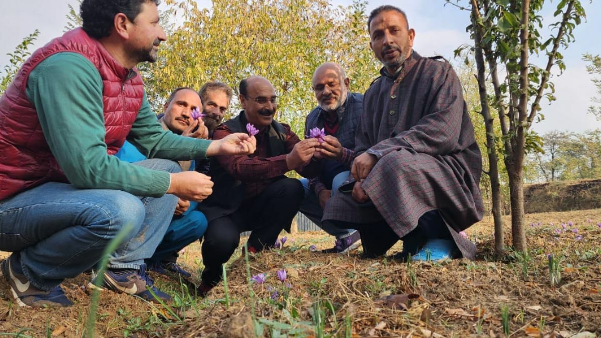 Dir Agriculture Kashmir visits Saffron fields of Balhama Dir Agriculture Kashmir visits Saffron fields of Balhama