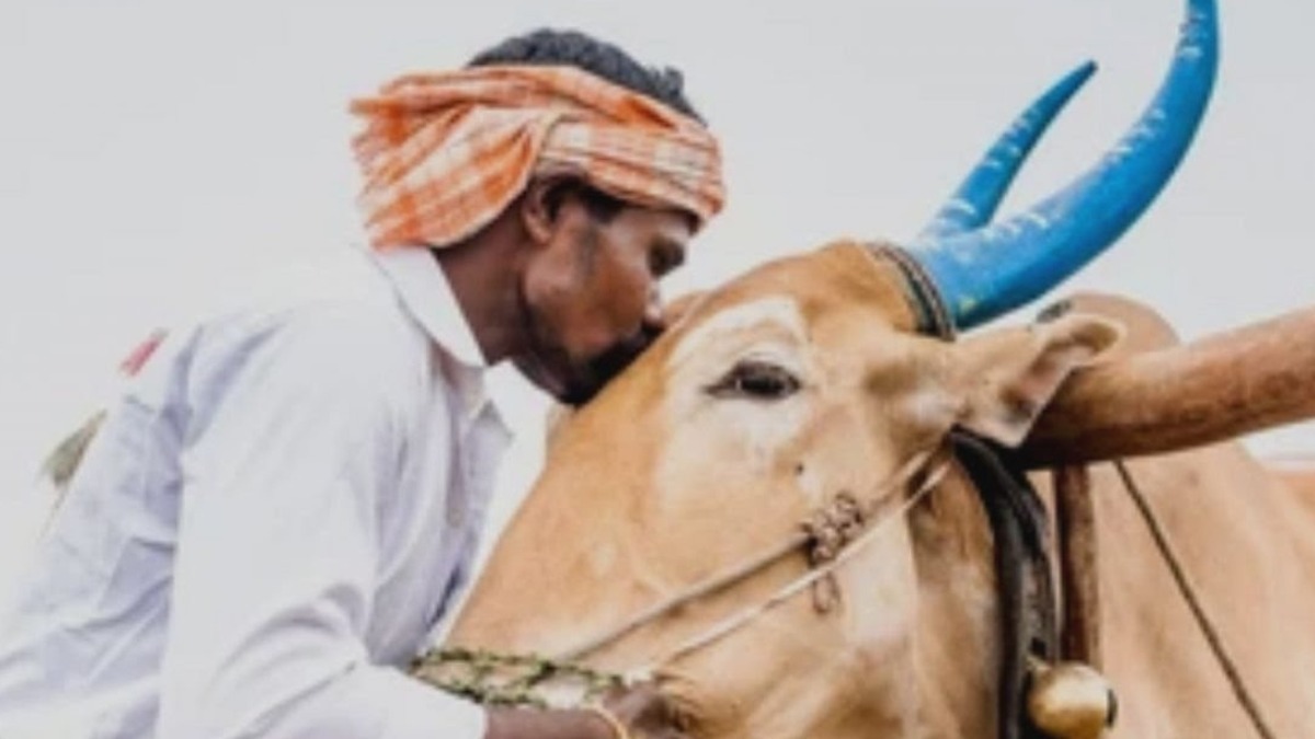 Animal welfare board wants to mark Feb 14 as Cow Hug Day