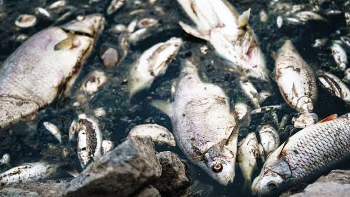 Thousands of fish found dead in Pulwama farm, police registers case