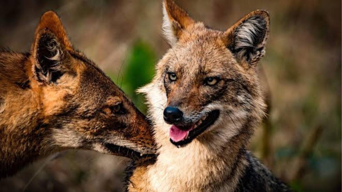 Minor girl among four injured in Fox attack in Handwara 5 injured after being bitten by jackal in Sopore