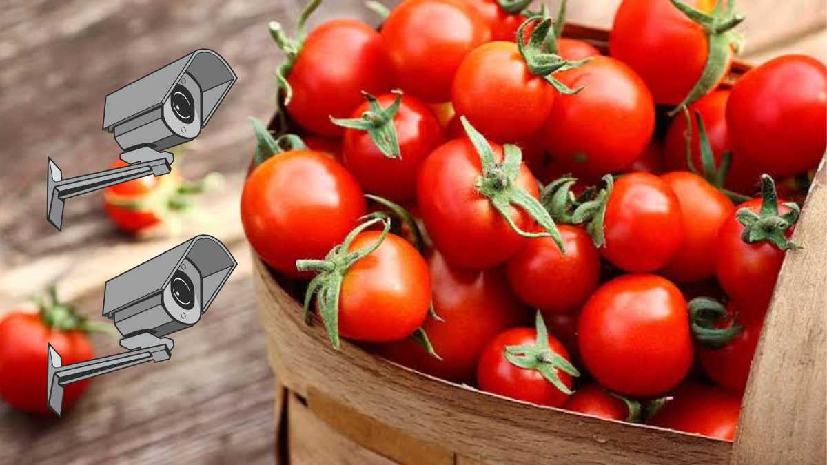 Farmer installs cameras on his field to deter theft as tomato prices skyrocket Farmer installs cameras on his field to deter theft as tomato prices skyrocket