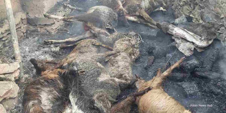 18 cattle charred alive, three residential houses among four structures damaged in Uri blaze 18 cattle charred alive, three residential houses among four structures damaged in Uri blaze