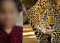 Budgam minor girl's body, lifted by Leopard, found Leopard lifts minor girl in Budgam;  rescue ops underway