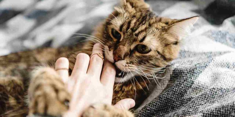 Cat bites on rise in Kashmir, around 3000 cases reported at ARC SMHS in one year Cat bites on rise in Kashmir, around 3000 cases reported at ARC SMHS in one year
