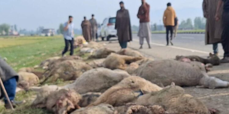 Speedy tempo vehicle crushes 60 sheep to death, injures 40 in Kulgam