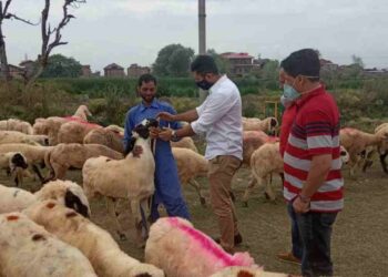 No social media display of ‘qurbani’: Islamic Centre’s advisory