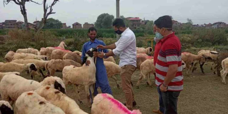 No social media display of 'qurbani': Islamic Centre's advisory No social media display of ‘qurbani’: Islamic Centre’s advisory