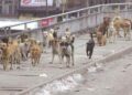 Elderly man mauled to death, four others injured by stray dog in Manchowa Budgam Minor girl mauled to death by stray dogs in Awantipora