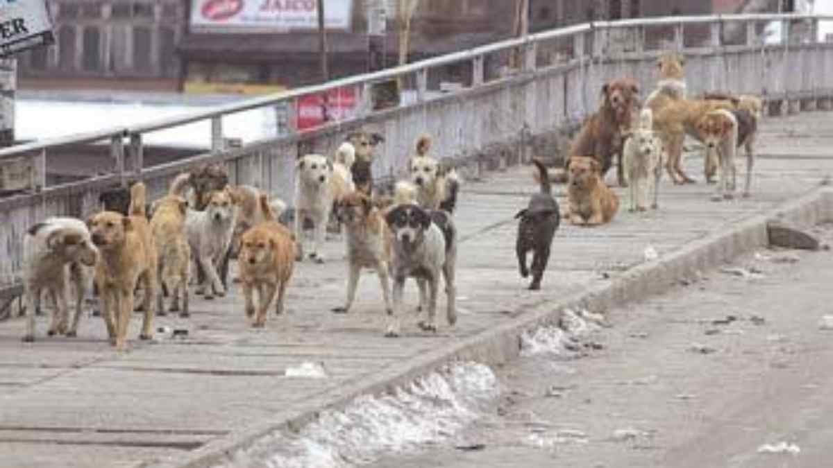 Minor girl mauled to death by stray dogs in Awantipora – Asian News Hub