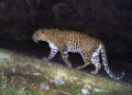 Boniyar: Three Dozen Sheep Mauled in Leopard Attack, 4 Injured Minor mauled to death by leopard in Kulgam