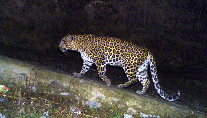 Boniyar: Three Dozen Sheep Mauled in Leopard Attack, 4 Injured Minor mauled to death by leopard in Kulgam