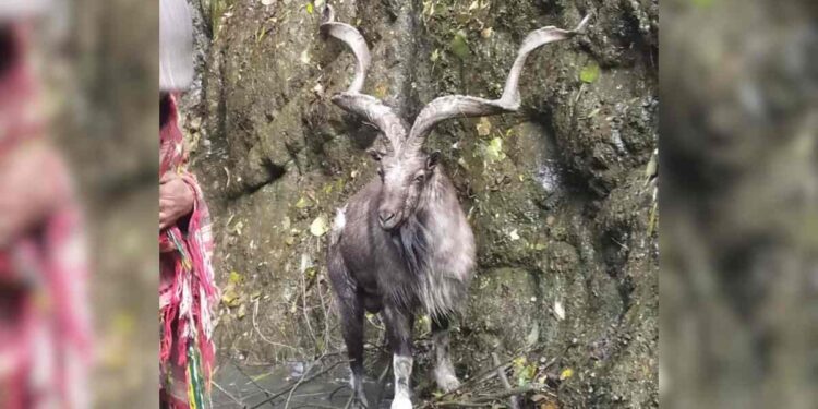 In Rare Appearance, Markhor Spotted in Baramulla Village In Rare Appearance, Markhor Spotted in Baramulla Village