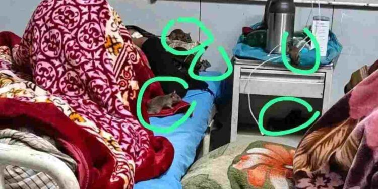 Authenticity of Viral Photograph Showing Rodents on Patient Beds in Anantnag Under Investigation: Top Official Authenticity of Viral Photograph Showing Rodents on Patient Beds in Anantnag Under Investigation: Top Official