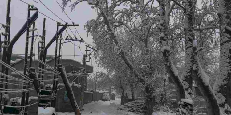 MeT Issues 3-Day ‘Yellow Alert’ For J&K Nowgam Residents Raise Concerns Over Safety Risks From Overgrown Trees