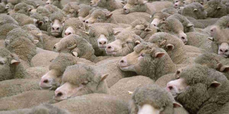 To Boost Meat Production in J&K, Govt to Import 900 High-Quality Sheep from Australia To Boost Meat Production in J&K, Govt to Import 900 High-Quality Sheep from Australia