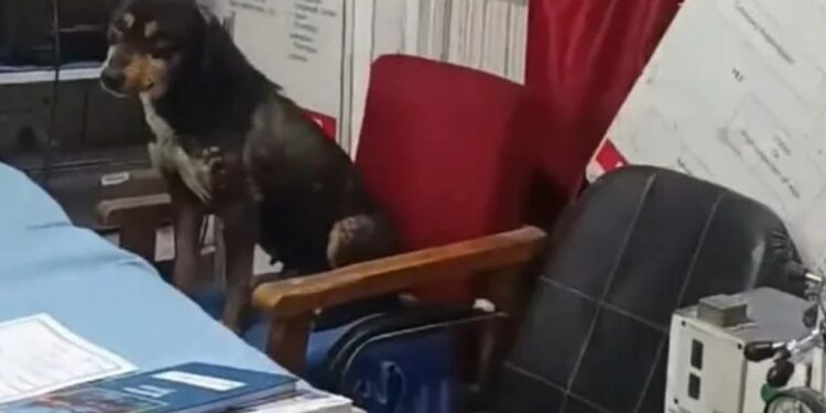 Seven Employees Attached Over Dog Incident at SDH Chadoora Seven Employees Attached Over Dog Incident at SDH Chadoora