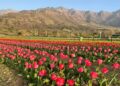 Asia’s Largest Tulip Garden Set to Open on March 26 Asia’s Largest Tulip Garden Set to Open on March 26