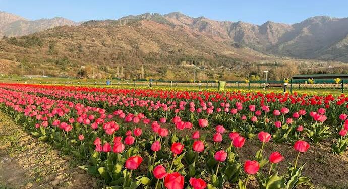Asia’s Largest Tulip Garden Set to Open on March 26 Asia’s Largest Tulip Garden Set to Open on March 26