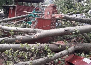 Tree Topples Onto CRPF Bunker Near Amar Singh Club, One Jawan Injured