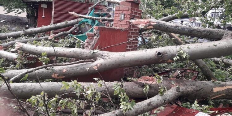 Tree Topples Onto CRPF Bunker Near Amar Singh Club, One Jawan Injured Tree Topples Onto CRPF Bunker Near Amar Singh Club, One Jawan Injured