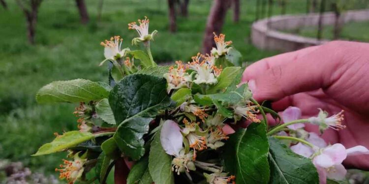 Nature’s Fury Strikes Shopian: Hailstorm Destroys Blossoming Orchards
