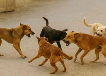 Stray Dog Attack in Budgam’s Kandajan Village Injures 10, Including 5 Children
