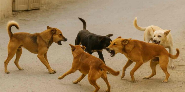 Stray Dog Attack in Budgam’s Kandajan Village Injures 10, Including 5 Children Stray Dog Attack in Budgam’s Kandajan Village Injures 10, Including 5 Children