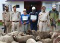 Sheep Theft Gang Busted in Shopian, 51 Stolen Sheep Recovered Sheep Theft Gang Busted in Shopian, 51 Stolen Sheep Recovered