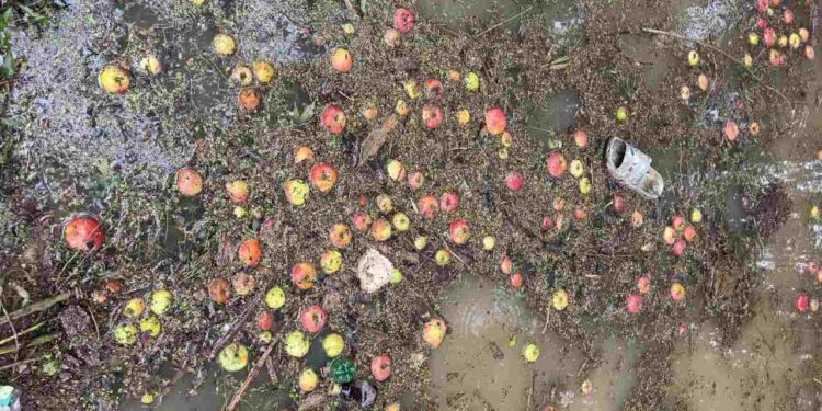 Highway Closures Choke Kashmir’s Fruit Industry, Rs 700 Cr Lost, Says Union Highway Closures Choke Kashmir’s Fruit Industry, Rs 700 Cr Lost, Says Union