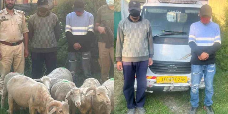 Ganderbal Police Crack Two Livestock Theft Cases, Recover Sheep Worth Lakhs; 3 Arrested Ganderbal Police Crack Two Livestock Theft Cases, Recover Sheep Worth Lakhs; 3 Arrested