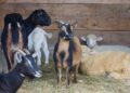 30 Sheep, Goats Killed in Separate Road Accidents in Tangmarg, Qazigund 30 Sheep, Goats Killed in Separate Road Accidents in Tangmarg, Qazigund