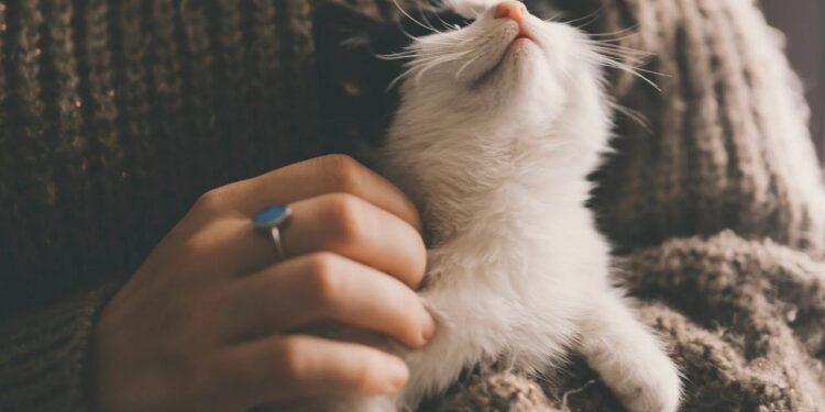 Baramulla Police Rescue Animals, Take Action Against Unlicensed Pet Shop Baramulla Police Rescue Animals, Take Action Against Unlicensed Pet Shop